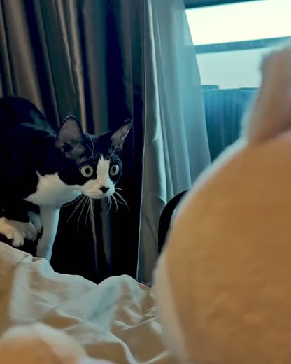Karate Kitty™